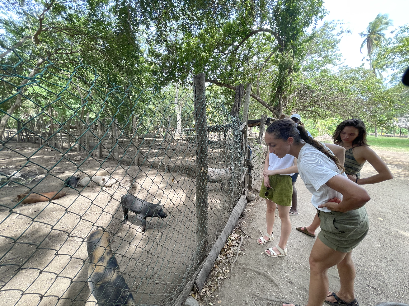 Fellows observing pig pen